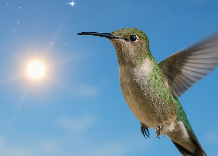 A hummingbird hovers in daylight against a blue sky with the sun and two bright stars symbolizing a celestial alignment.